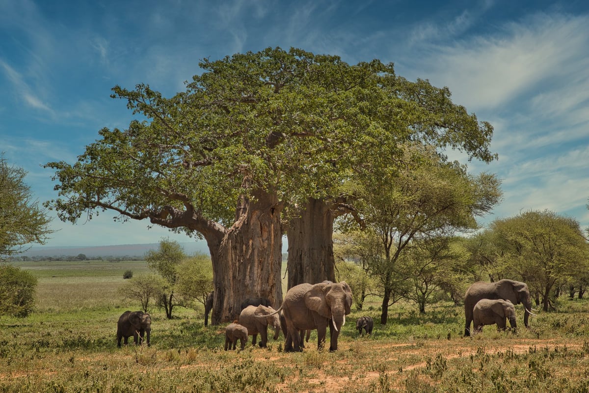 Safari wildlife on the open plains of East Africa