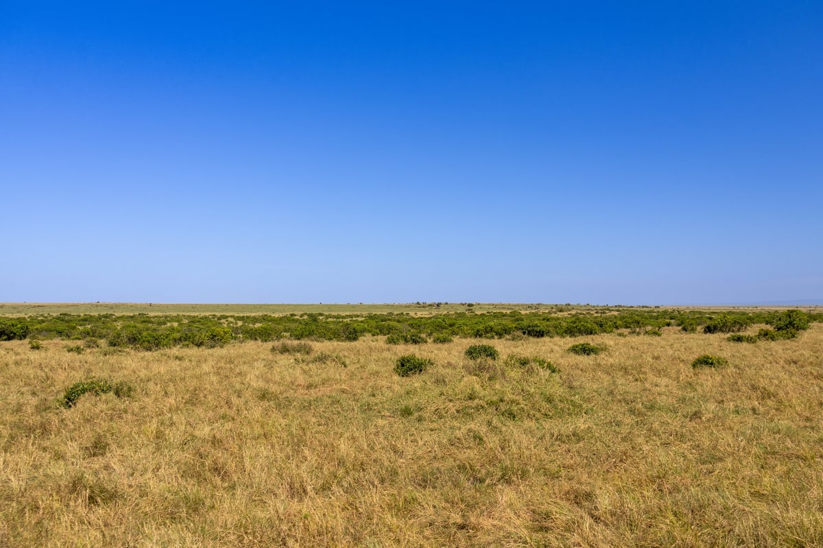 Golden savanna grassland and acacia bush under a clear blue sky in Maasai Mara
