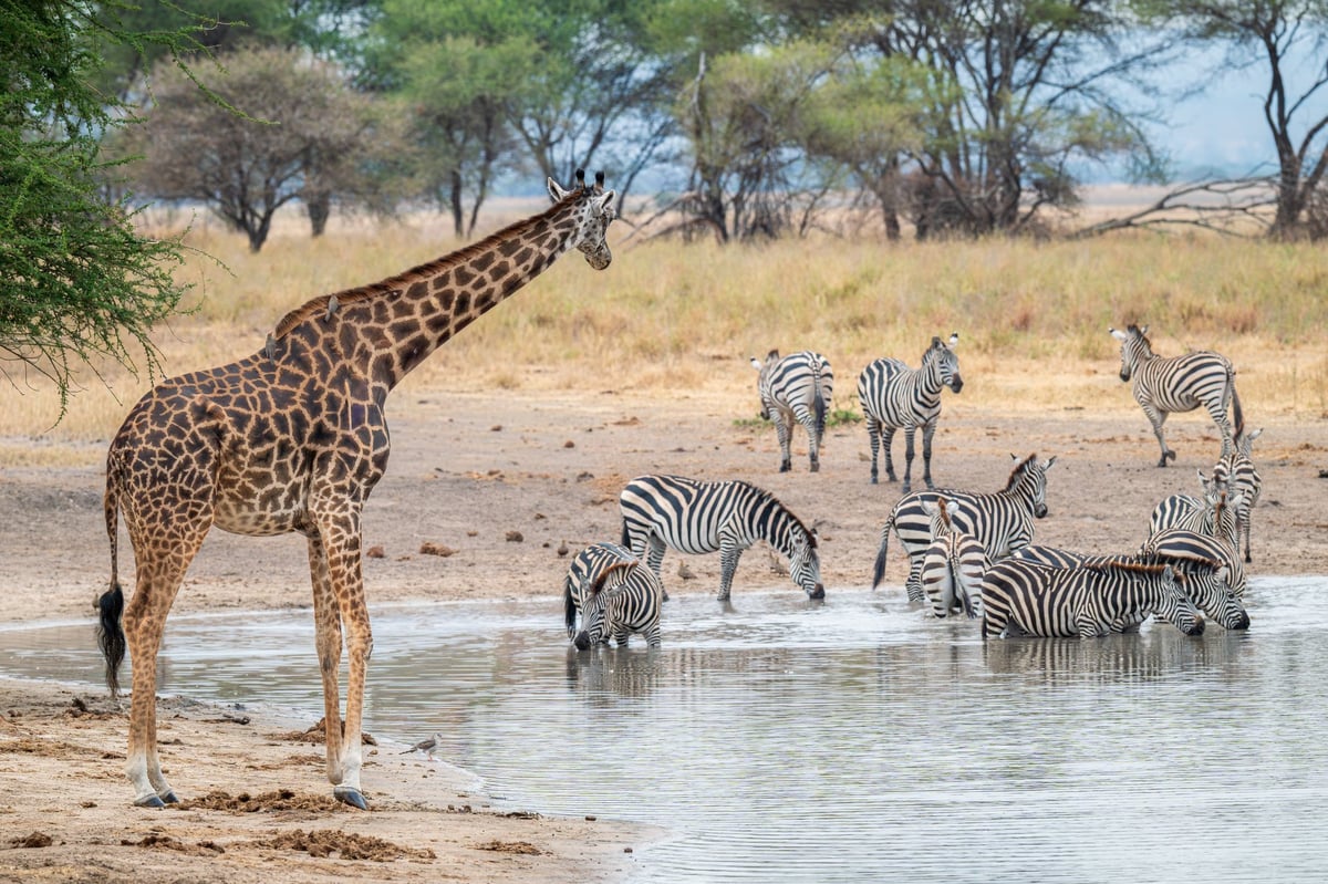 Giraffes and zebras gathered at a watering hole on the savanna