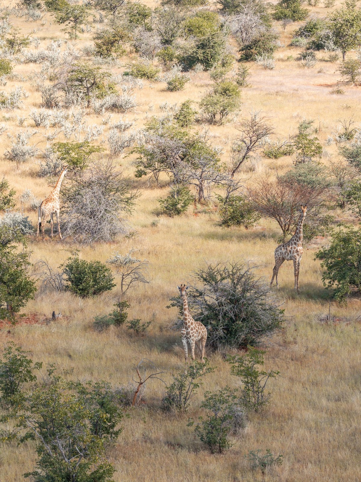 Giraffes among dry acacia vegetation on the African savanna